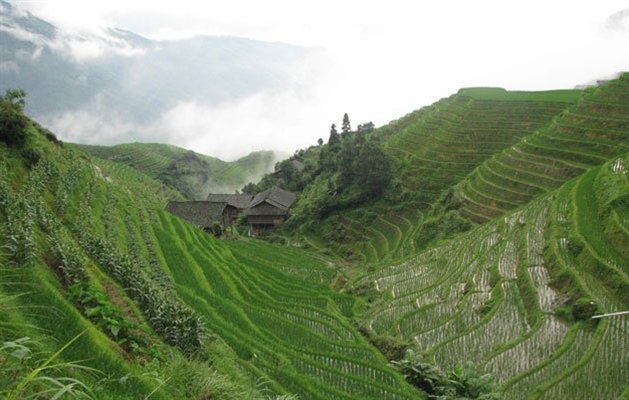 Risterrasser, Longsheng, Kina Risterrasser, Longsheng, Kina
