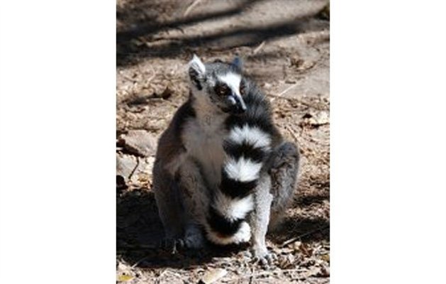Ring-tailed Lemur, Parc National de l'Isola, Madagascar Ring-tailed Lemur, Parc National de l'Isola, Madagascar