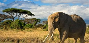 Amboseli Kenya