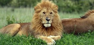 L�ve i Masai Mara i Kenya