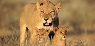 L�ver i Kr�ger Nationalpark, Sydafrika