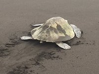 Rejseinterview: Havskildpadder i Mexico