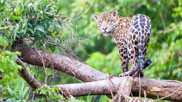 Jaguaren minder om leoparden, men er større og kraftigere. Den er kendt for den gule pels med sorte pletter. Det store kattedyr kan blive mellem 1-1,80 meter lang, 70 cm høj og veje op til 150 kg
