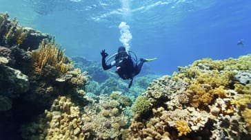 Dykning og snorkling