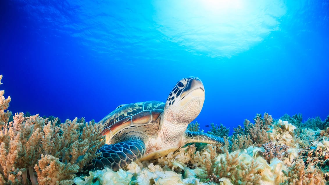 Oplev havskildpadder ved Gili Islands