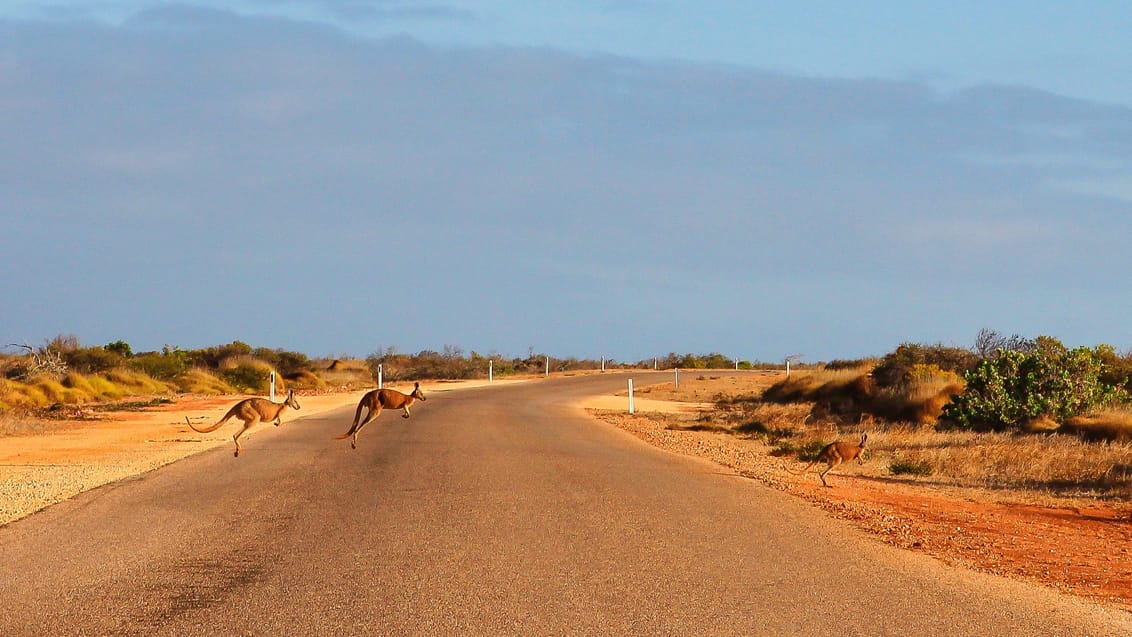 Kænguruer krydser vejen ved Cape Range