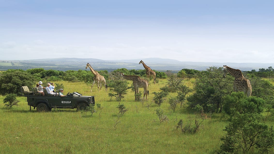Giraf, Kariega Game Reserve, Sydafrika