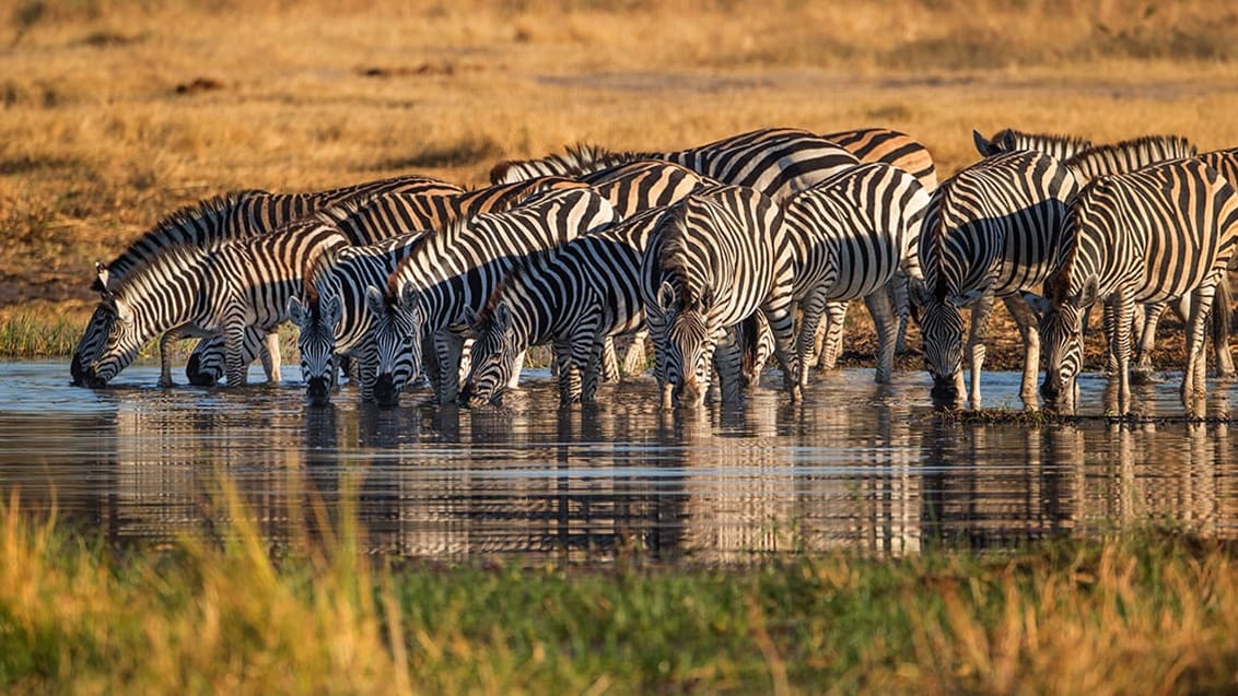 Safari, Botswana