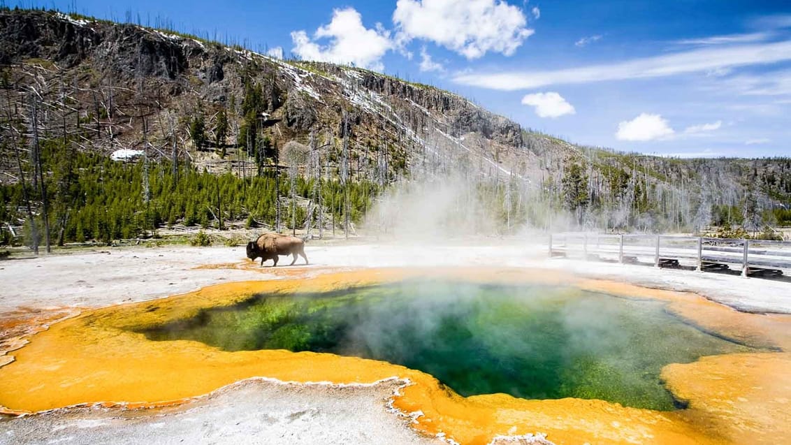 Bison på afveje ved Emerald Pool i Yellowstone