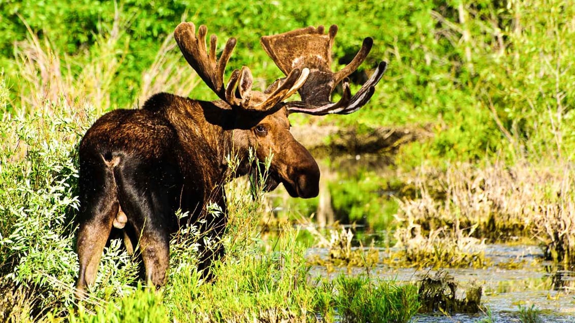 Bull Moose i Yellowstone National Park