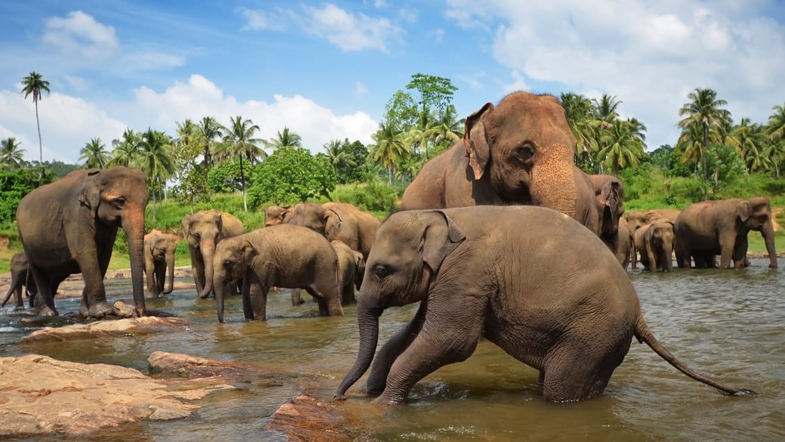 Elefanter Sri Lanka