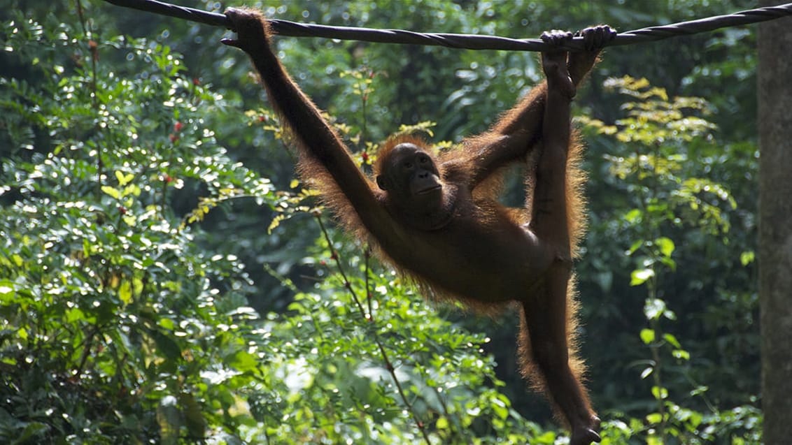 Orangutang i Borneo