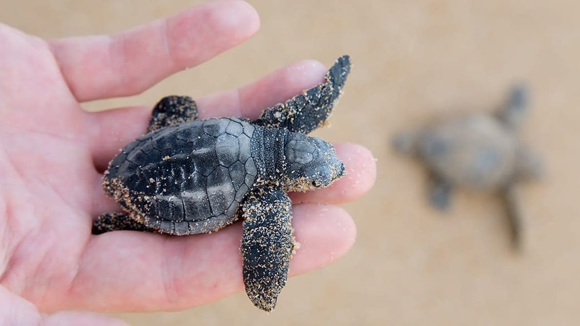Skildpaddeunger ved kysten på Sri Lanka