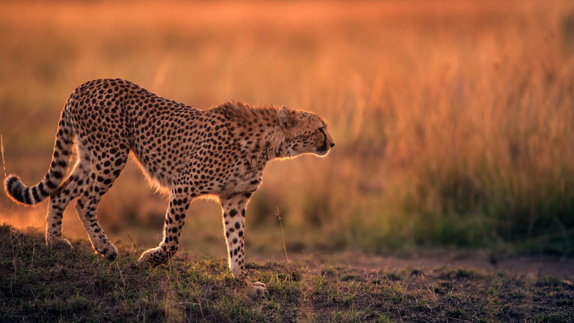Gepard i Masai Mara