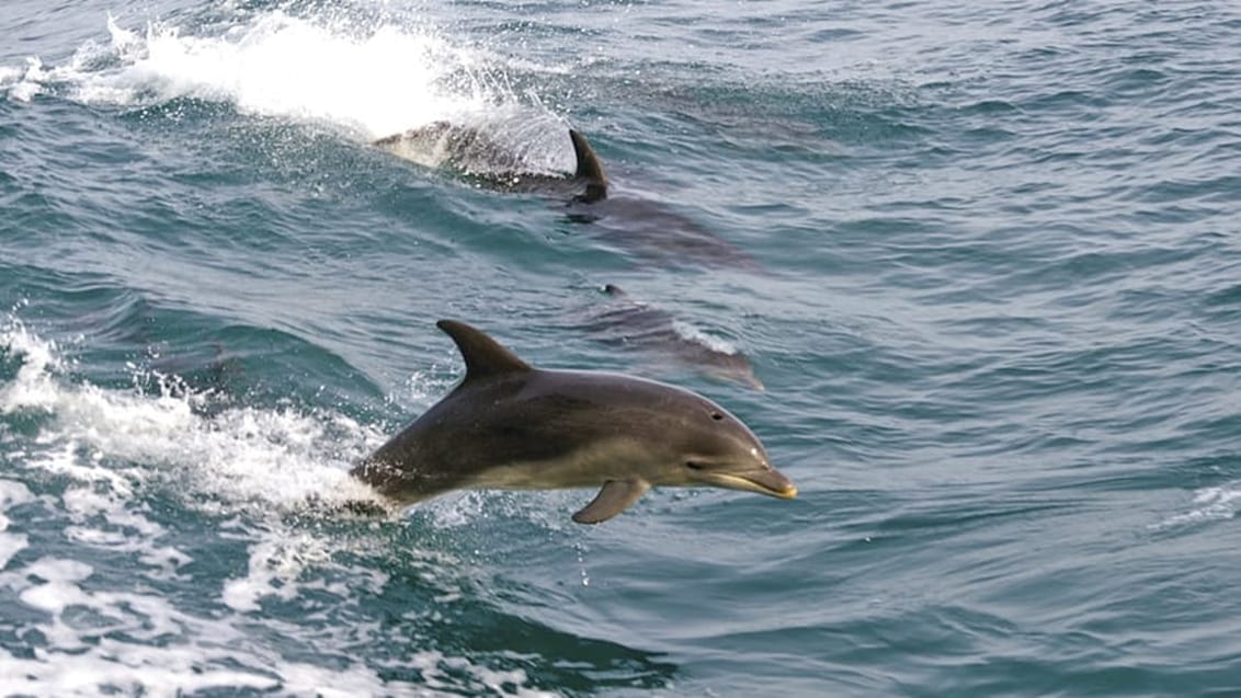 Svøm med vilde delfiner ved Mornington