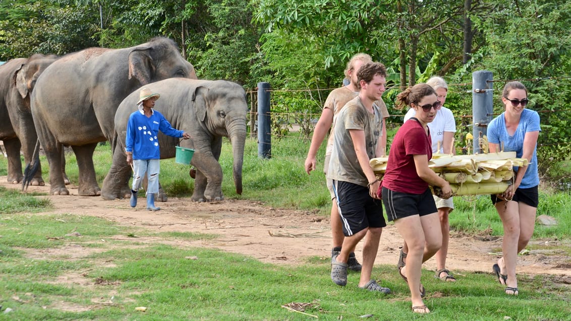 Frivilligt arbejde med elefanter, Thailand