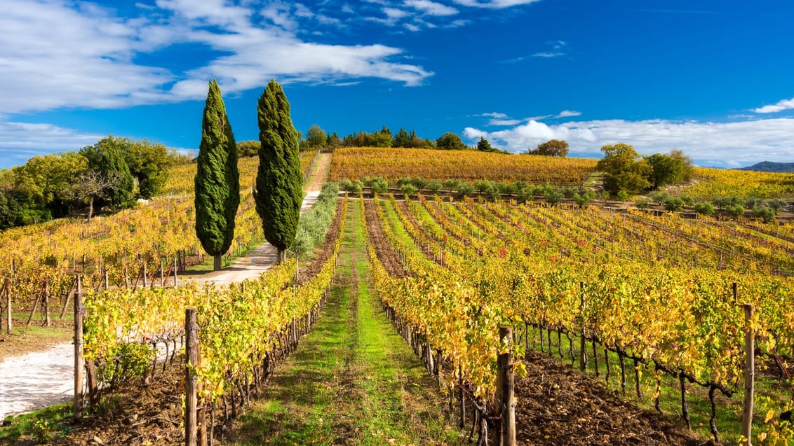 Panzanos vinmarker om efteråret, Toscana