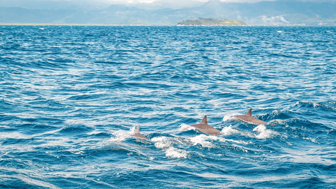 Delfiner i havet ud for Dumaguete