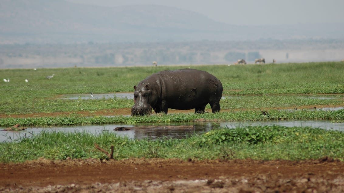 Tanzania - safari - OPL