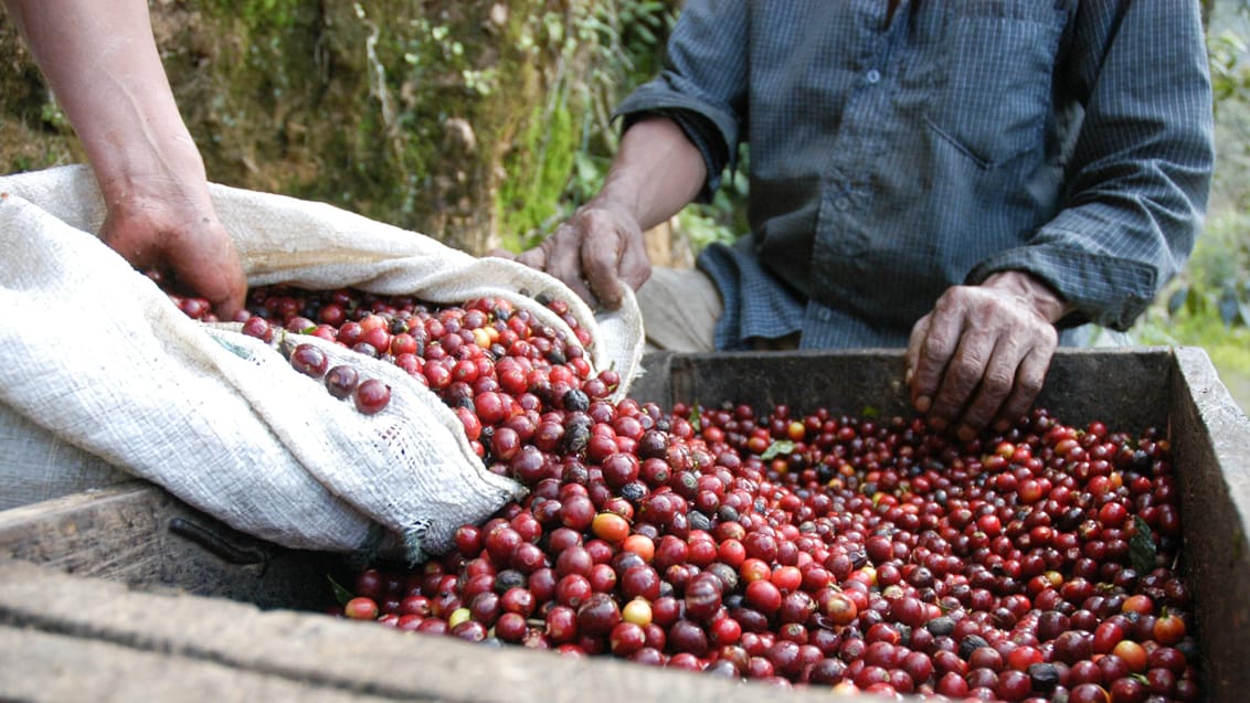 Kaffeproduktion, Guatemala