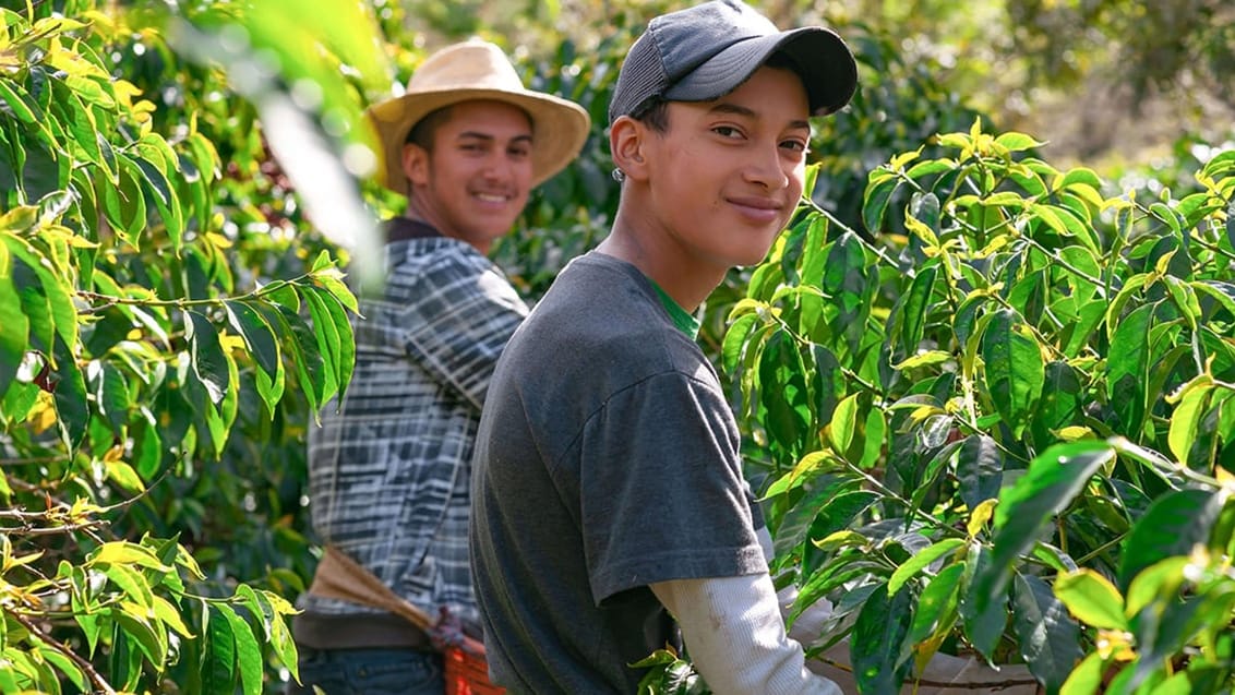Kaffehøst, Guatemala