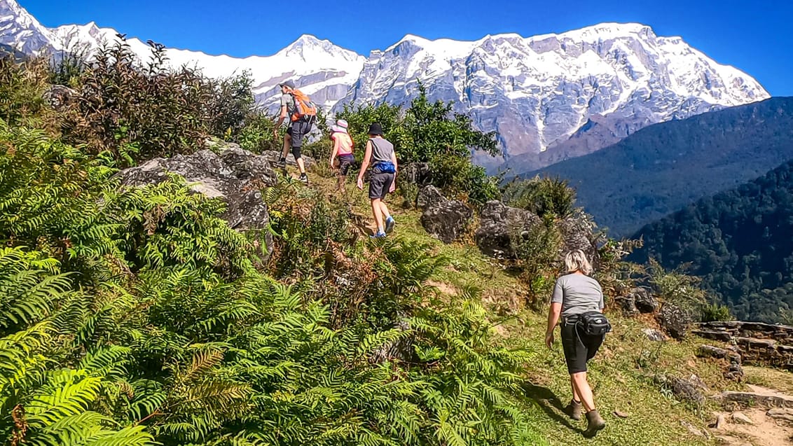 Trekking på de små stier i Nepals bjerge på Sikles Trek