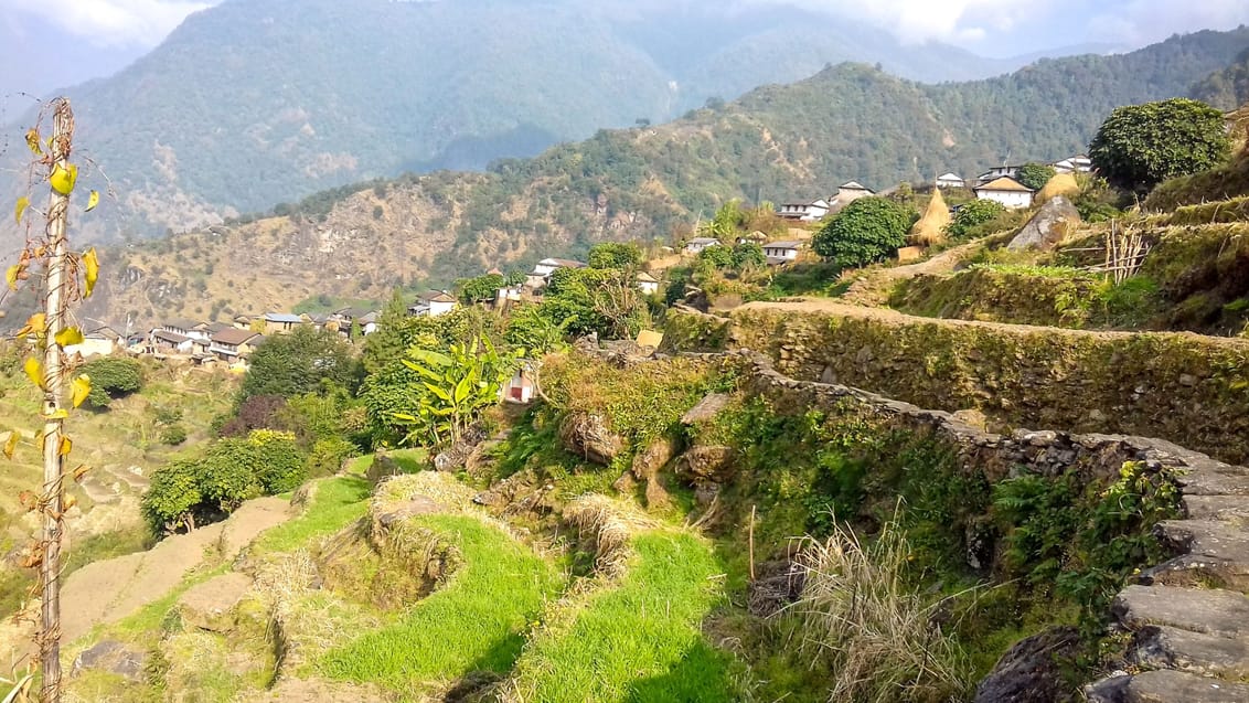 Vandre mellem terrasserne på Sikles trekket i Nepal