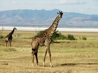 Lake Manyara, Ngorongoro og Serengeti, Kenya