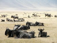 Lake Manyara, Ngorongoro og Serengeti, Kenya