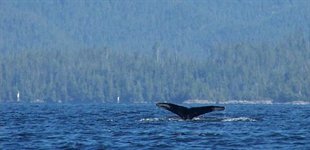 På 'Wildlife Cruise' i Pacific Rim National Park