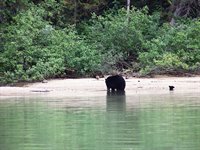 På 'Wildlife Cruise' i Pacific Rim National Park