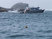 På 'Wildlife Cruise' i Pacific Rim National Park