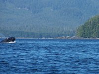 På 'Wildlife Cruise' i Pacific Rim National Park