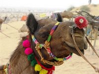 Kamelfest i Indien