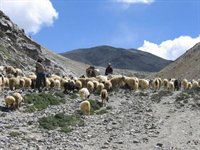 Markha Valley i Indien