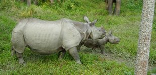 På jagt i Chitwan, Nepal