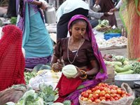 Strand og løver i Indien, Asien Strand og løver i Indien, Asien