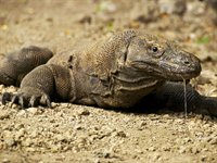 Komodo Island Komodo Island