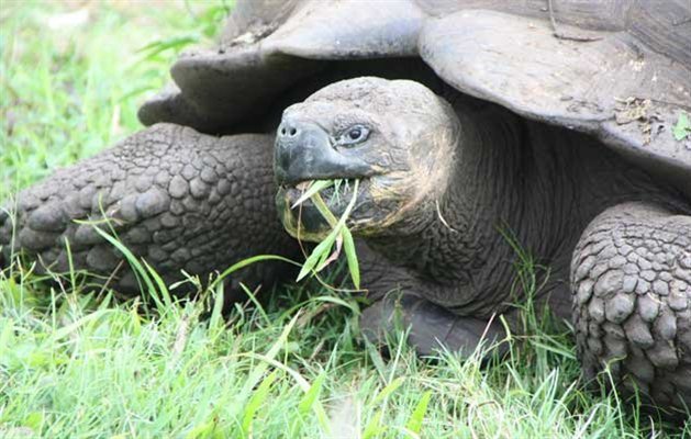 Ecuador, Galapagos