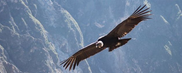 Kondor, Colca Canyon, Peru