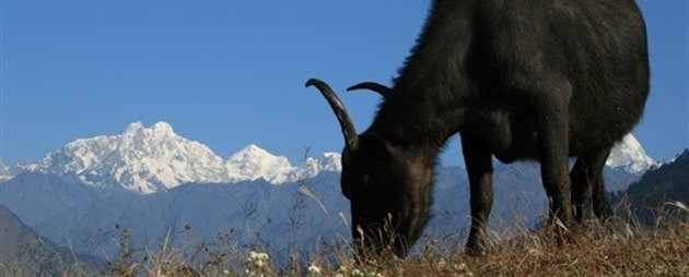 Nepal