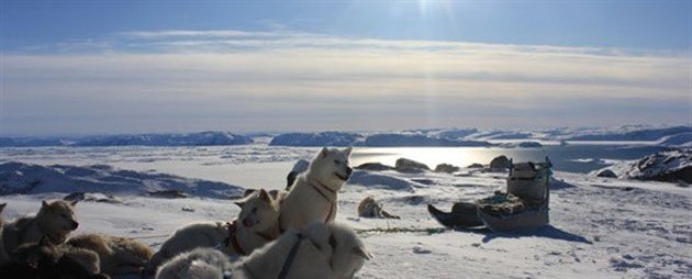 Hundeslædetur, Ilulissat, Grønland