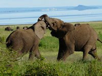 Safari i Tanzania, elefanter