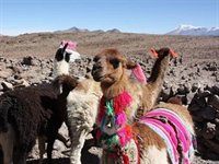 Colca Canyon, Peru.