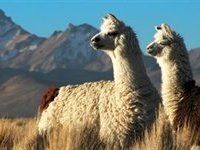 Lamaer i Bolivia