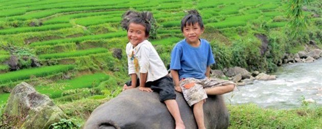 Vandbøffel i rismarkerne i Vietnam.