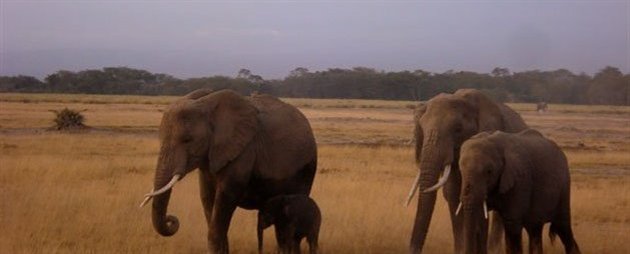 Kilimanjaro, Tanzania, Afrika