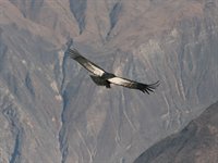 Kondor, Colca Canyon