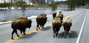 Bison, Yellowstone, USA