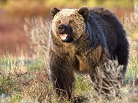 Grizzly bjørn, Yellowstone, USA